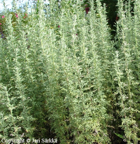  Artemisia pontica 